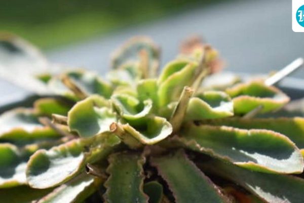 The-plant-which-grows-in-nutrient-poor-rock-crevi_1786086160222