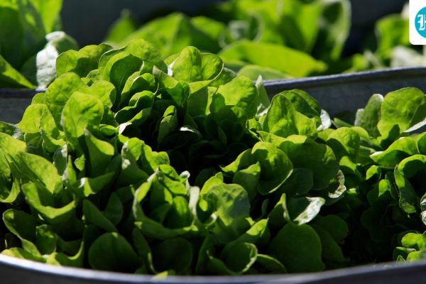 Wilting-Lettuce-Demand-0_1786108494884_1786108527568_5620a43c-dc1b-45f4-bd31-16fb2ff985d2