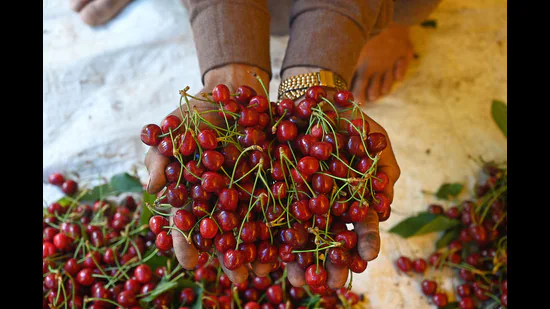 A-farmer-displays-cherries-in-an-orchard-in-Gander_1781370445340