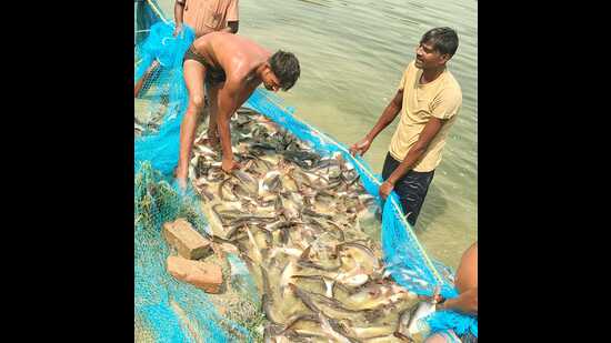 Fish-farmers-busy-harvesting-fish-from-their-pond-_1780753515694