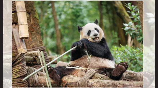 Giant-panda-population-has-nearly-doubled-all-tha_1781820935009