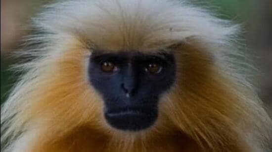 Seven-golden-langurs-were-released-in-Sikhna-Jwhwl_1782404042534