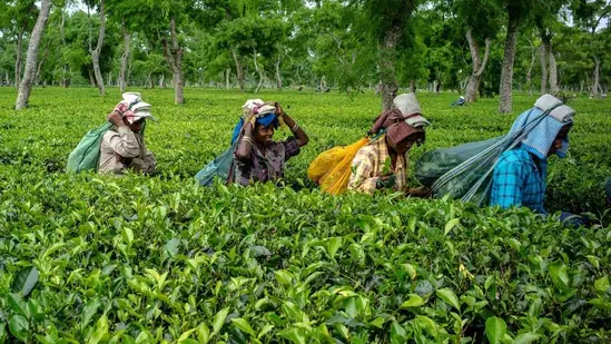 estate-picking-figures-production-second-quarter-k_1782717655033_1782717655137_85712543-0bc5-466f-ab09-fd0ff5e82b57