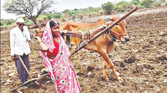 p-Latur-farmer-who-yoked-his-wife-gets-bull-from-_1781115379645