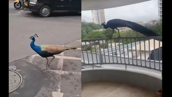 peacock_in_mumbai_1782322466689_1782322476004_f8dfbae5-2d18-44f4-a816-7dae2fc3b37f