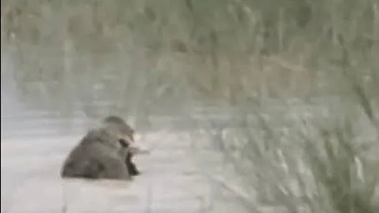 A-screen-grab-of-the-crocodile-attack-video-which-_1784291846538