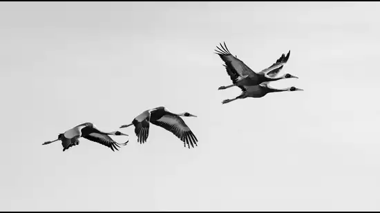 Migrating-white-naped-cranes-Shutterstock-_1784139911790