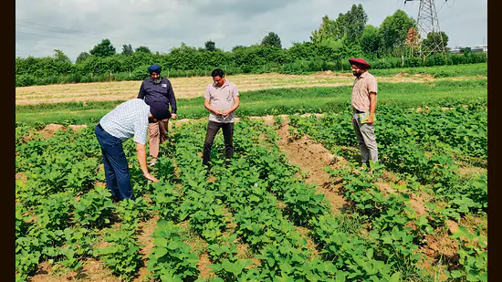 Punjab-Agricultural-University-PAU-has-been-prom_1785092559098