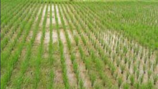 p-Kharif-sowing-picks-up-across-Maharashtra-after_1784482028220