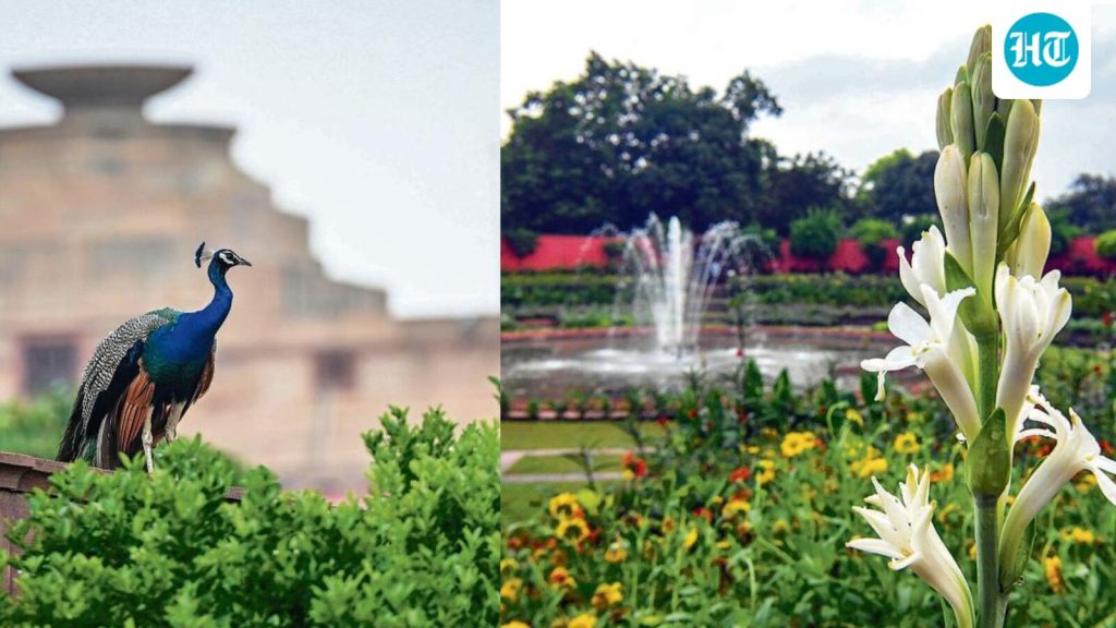 Amrit-Udyan-at-Rashtrapati-Bhavan-opens-to-the-pub_1786708597826