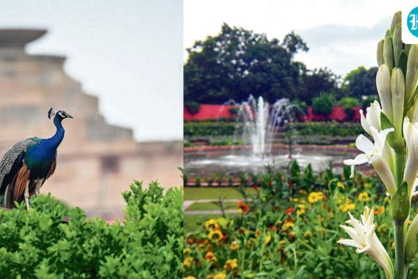 Amrit-Udyan-at-Rashtrapati-Bhavan-opens-to-the-pub_1786708597826