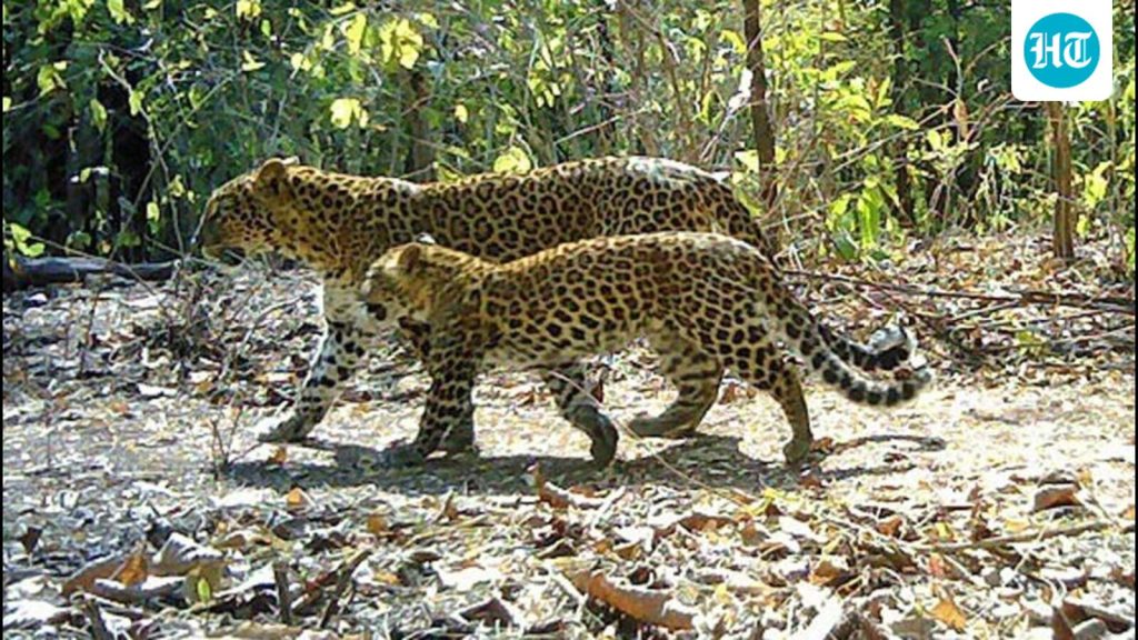 The-investigators-said-the-arrested-poachers-in-th_1787038493399