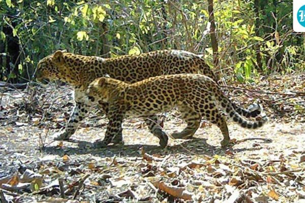 The-investigators-said-the-arrested-poachers-in-th_1787038493399