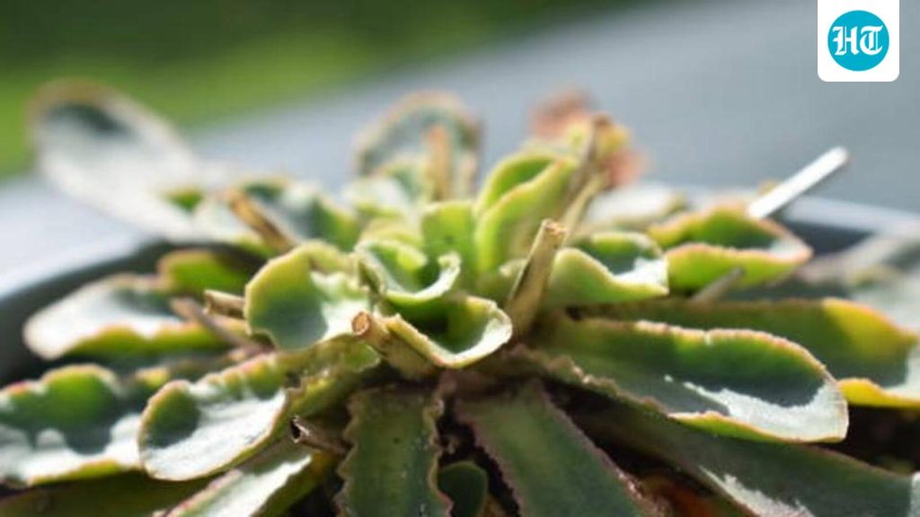 The-plant-which-grows-in-nutrient-poor-rock-crevi_1786086160222