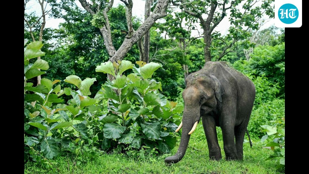 INDIA-WILDLIFE-ANIMAL