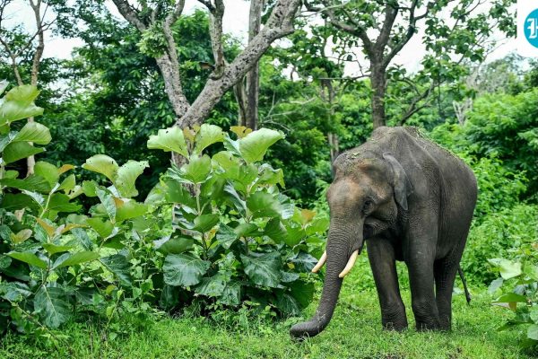 INDIA-WILDLIFE-ANIMAL