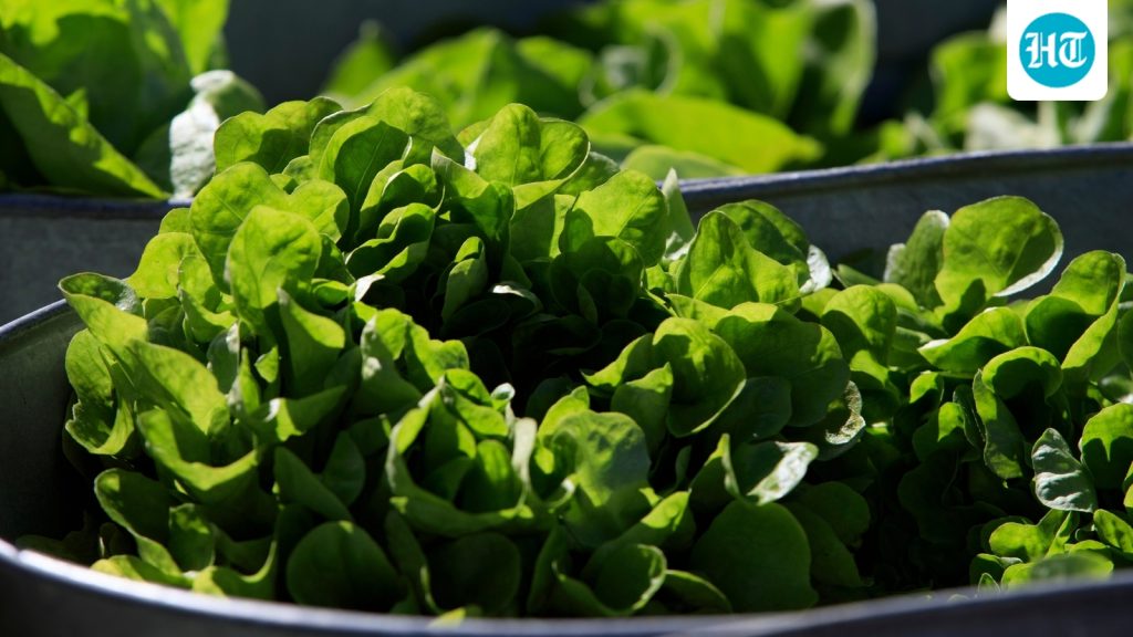 Wilting-Lettuce-Demand-0_1786108494884_1786108527568_5620a43c-dc1b-45f4-bd31-16fb2ff985d2